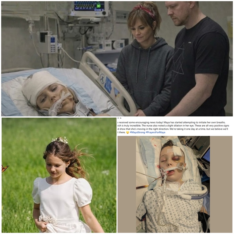🚨 The fight for 12-year-old Maya Gebala is unfolding second by second. Just as a “spark of hope” emerged through a small, conscious movement, the danger returned. Her condition has shifted back to extremely critical, leaving her survival hanging by a thread.  Nearly two weeks after the tragedy, the “unpredictable risk” doctors warned about has become a terrifying reality. It is a fragile struggle between life and the unknown, and the news from the ICU has left a nation shocked. The hero of the classroom is facing her hardest hour yet.