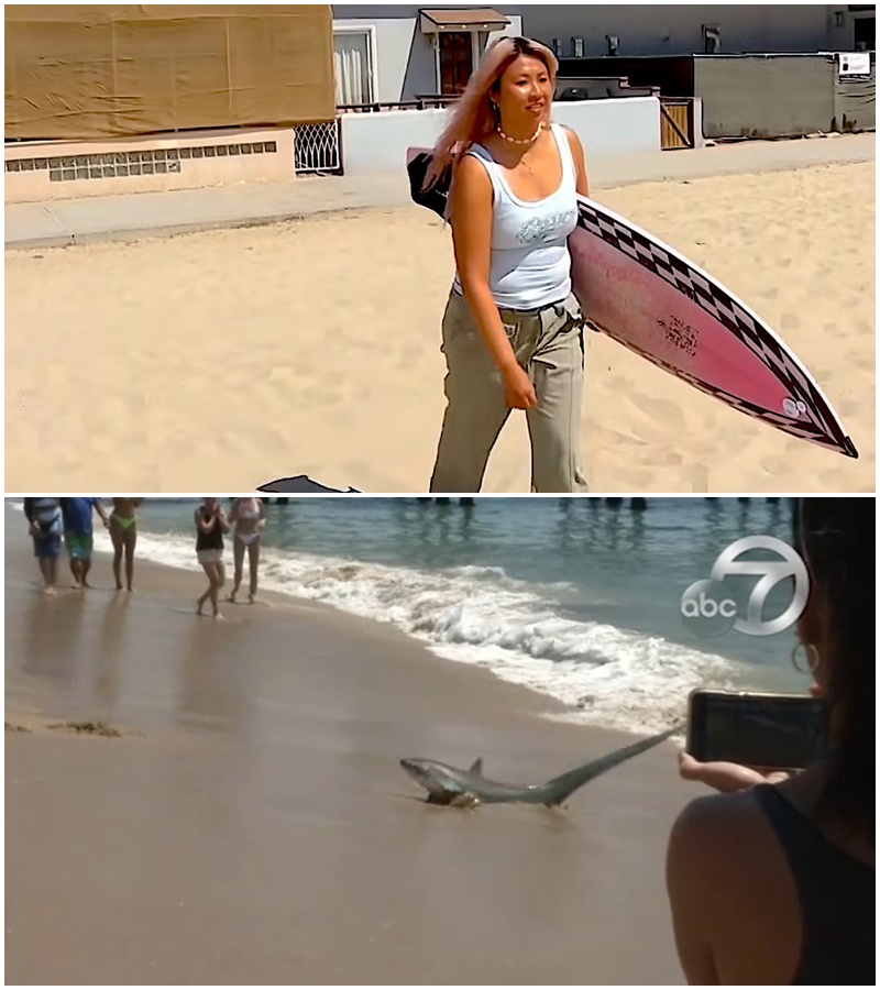 🚨 SHARK ENCOUNTER: A surfer at Newport Beach found herself being silently tracked by an 8-foot great white… just feet below her board. At first, it was just a shadow. 💥 Then it circled. Again. And again. That’s when panic hit—this wasn’t a случай encounter. Something was watching her. Witnesses say the water turned eerily still before the warning shout echoed across the waves: “SHARK!” 👉 Why did it keep circling? 👉 And what made it suddenly disappear? Some believe she scared it off. Others aren’t so sure… Full story in the comments 👇