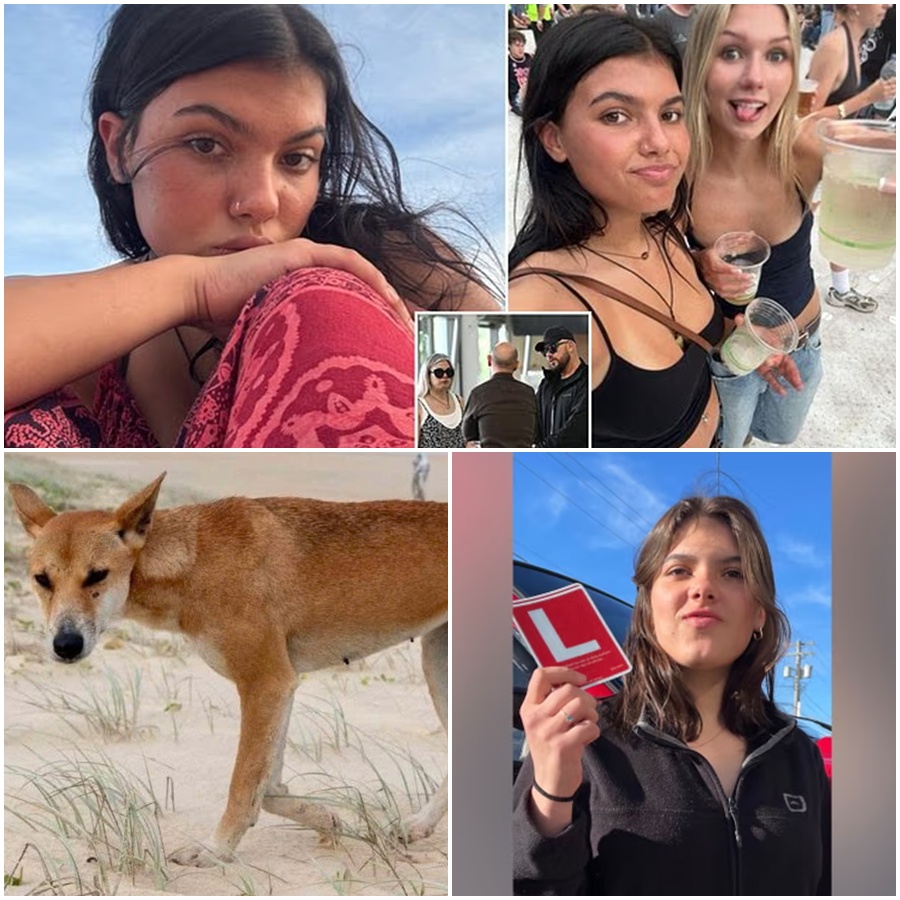 FINAL AUTOPSY REVEALS: Piper James was not mauled to death. 🚨  A horrifying new reality has emerged in the death of Piper James. While the initial reports suggested a brutal dingo attack on K’gari Island this past January, the final coroner’s report has dropped a bombshell: there were no fatal bites.  Piper, a brave firefighter and nature lover, was subjected to a terrifying, calculated chase. The pack didn’t kill her with their teeth—they drove her into the ocean, forcing her into deep water where she ultimately drowned. It was a strategic, nightmarish hunt that stole a young life in the most unexpected way.  Read the heartbreaking details of the coroner’s findings and the truth behind the “hunt and harass” tactic: 👇