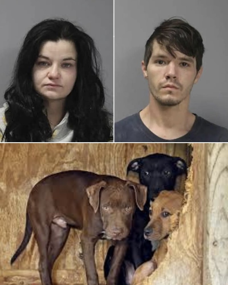 80 LEFT STARVING. 100 DEAD. HOW DID THIS HAPPEN?  What authorities uncovered at a Texas animal rescue has left an entire community in shock—and demanding answers.