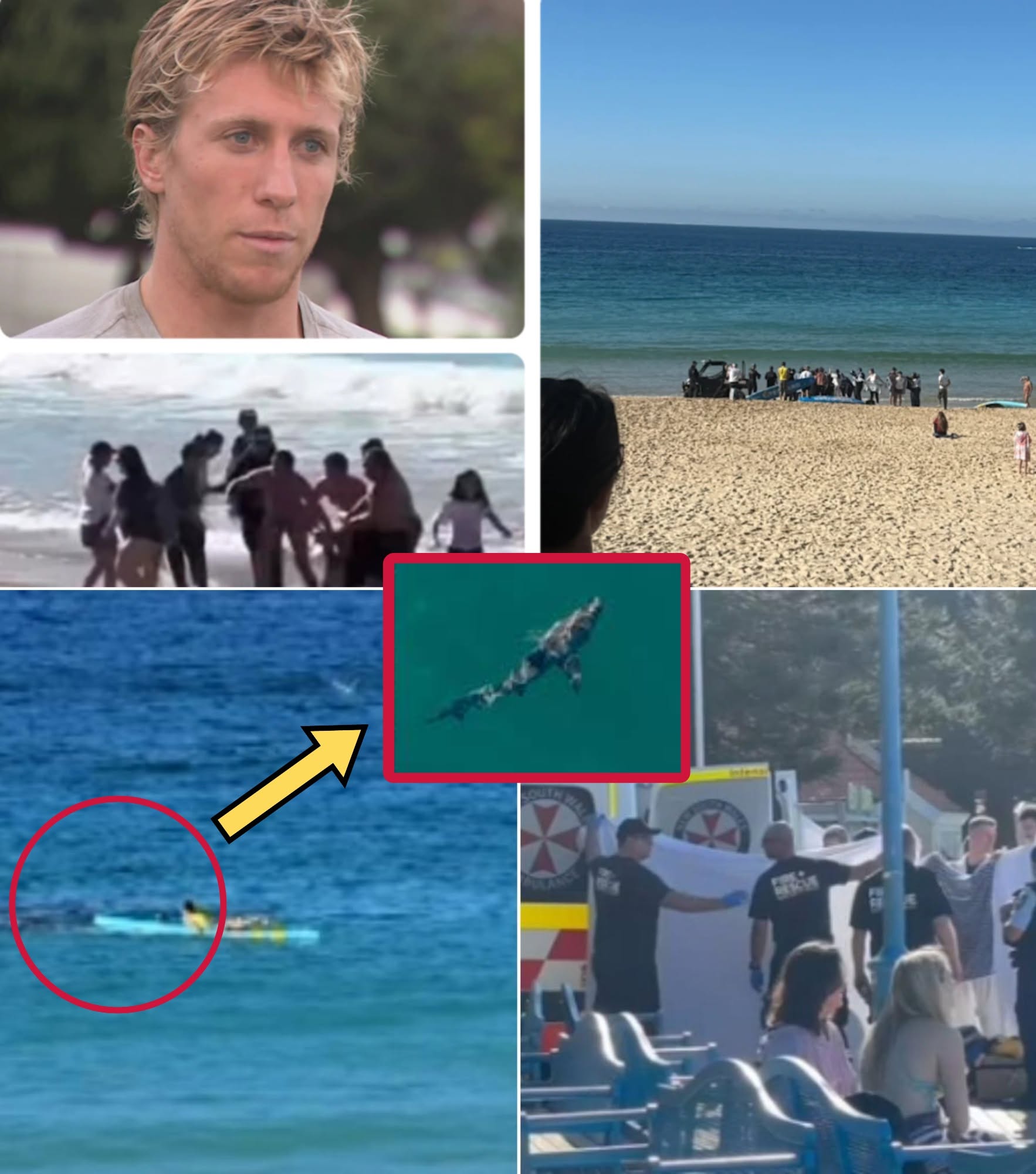 Brave Lifeguard Exposes Raw Terror of Coogee Shark Attack – Swimmer Did Everything Right Yet Still Faced Horror.